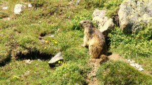 Chalet le GrillLes marmottes de la Muzelle vous attendent.